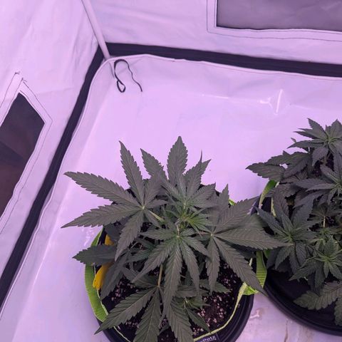 Orion growlog timeline photo