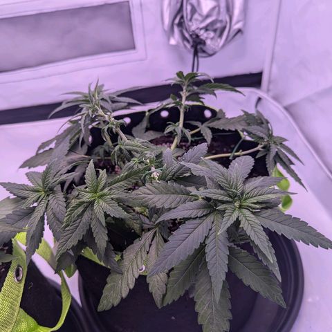 Royal Runtz growlog timeline photo