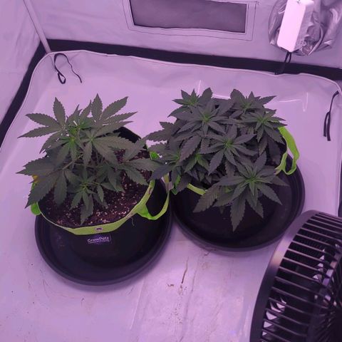 Orion growlog timeline photo