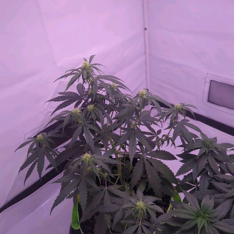 Orion growlog timeline photo