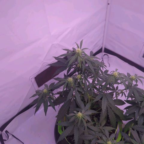 Orion growlog timeline photo