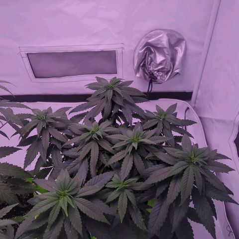 Royal Runtz growlog timeline photo
