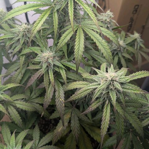 Orion growlog timeline photo
