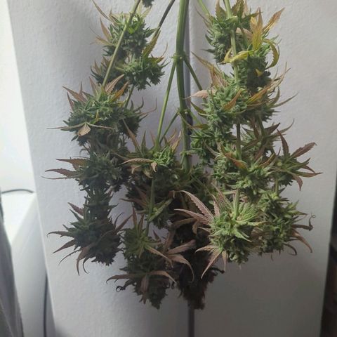 Orion growlog timeline photo
