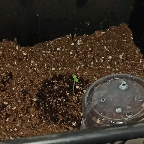 Bubballoo Auto  growlog timeline photo