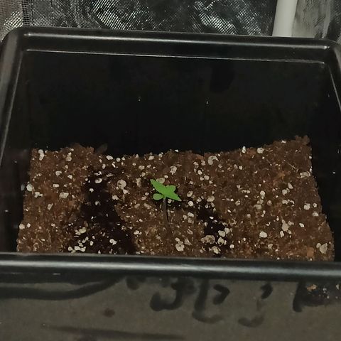 Bubballoo Auto  growlog timeline photo