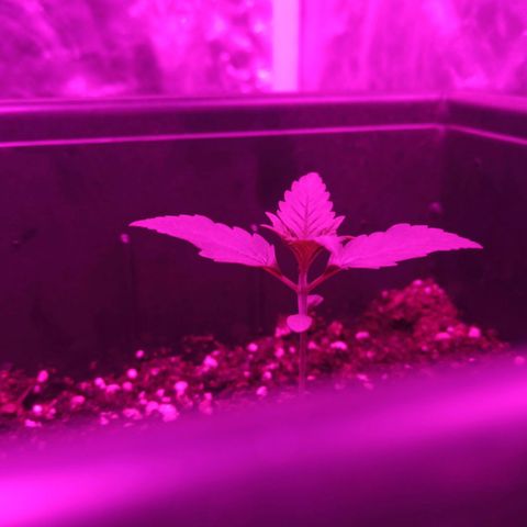 Bubballoo Auto  growlog timeline photo