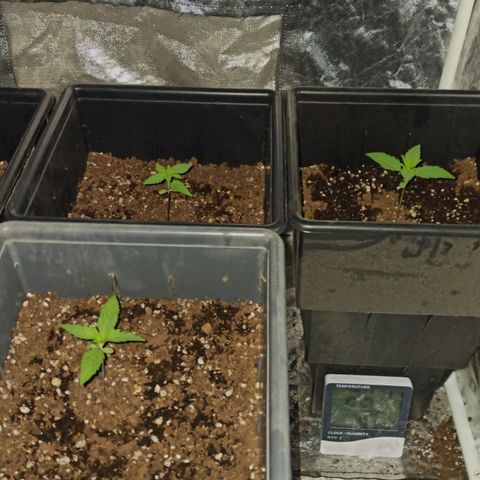 Bubballoo Auto  growlog timeline photo