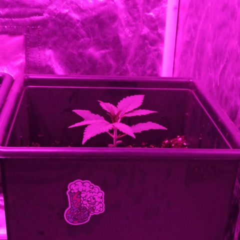 Bubballoo Auto  growlog timeline photo