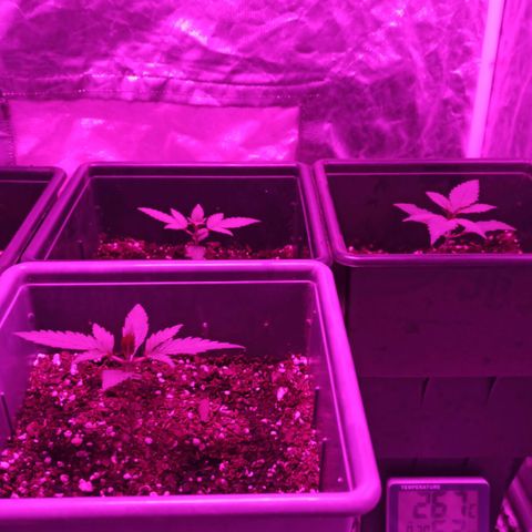 Bubballoo Auto  growlog timeline photo