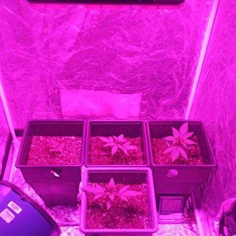 Bubballoo Auto  growlog timeline photo