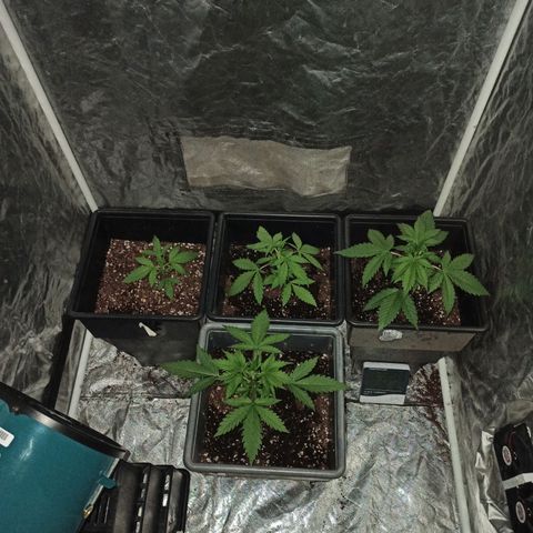 Bubballoo Auto  growlog timeline photo