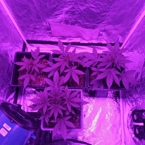 Bubballoo Auto  growlog timeline photo