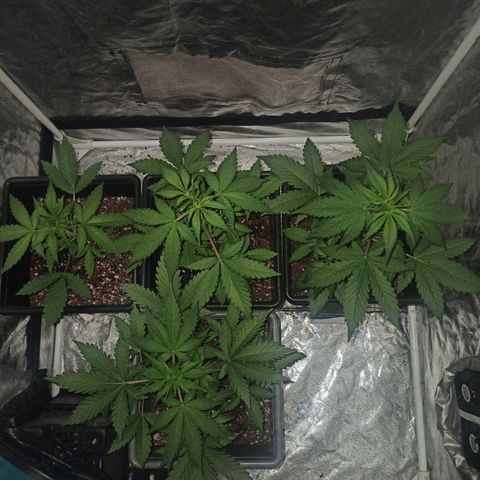 Bubballoo Auto  growlog timeline photo