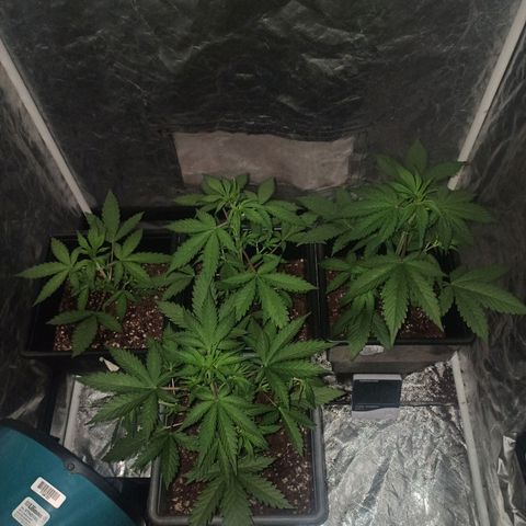 Bubballoo Auto  growlog timeline photo
