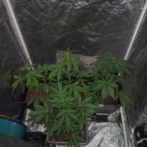 Bubballoo Auto  growlog timeline photo