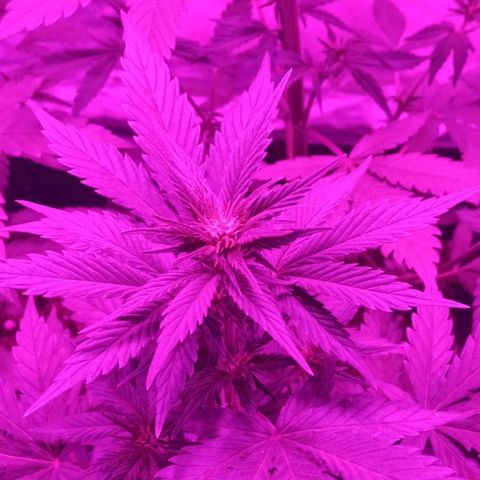 Bubballoo Auto  growlog timeline photo
