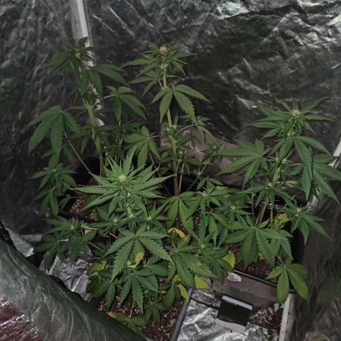Bubballoo Auto  growlog timeline photo