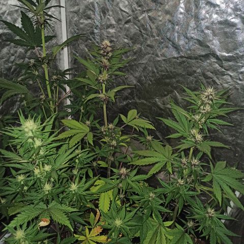 Bubballoo Auto  growlog timeline photo