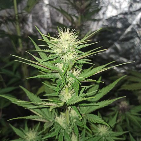 Bubballoo Auto  growlog timeline photo