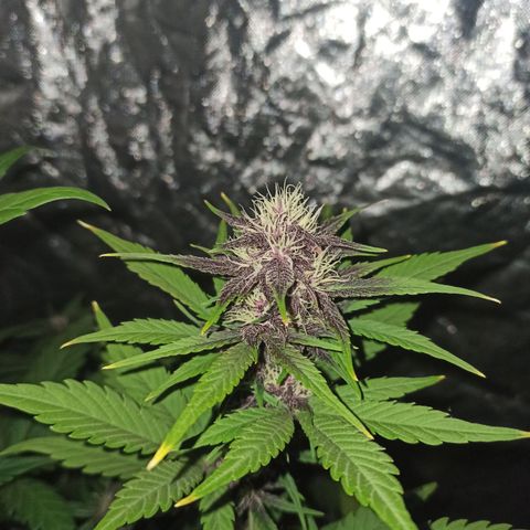 Bubballoo Auto  growlog timeline photo