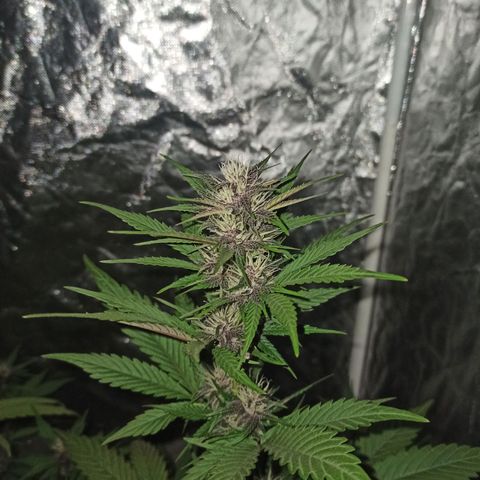 Bubballoo Auto  growlog timeline photo