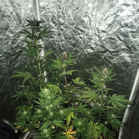 Bubballoo Auto  growlog timeline photo