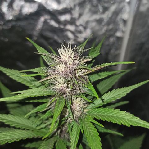 Bubballoo Auto  growlog timeline photo