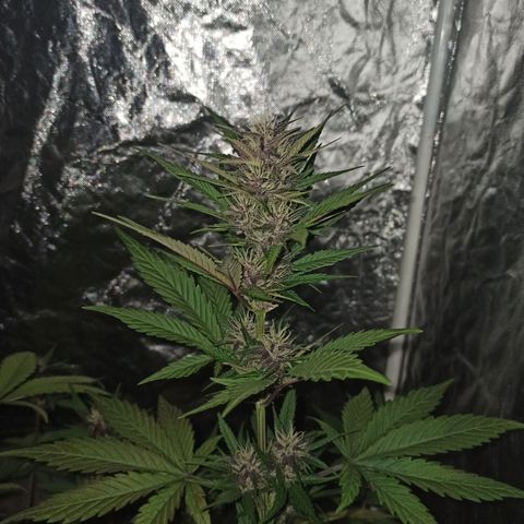 Bubballoo Auto  growlog timeline photo
