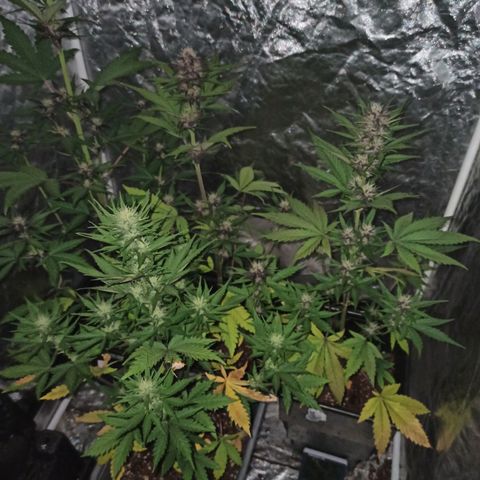 Bubballoo Auto  growlog timeline photo