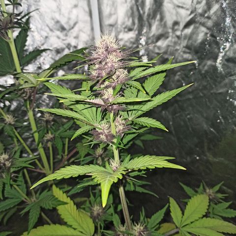 Bubballoo Auto  growlog timeline photo
