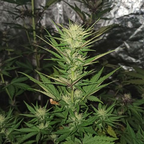 Bubballoo Auto  growlog timeline photo