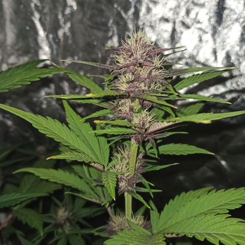 Bubballoo Auto  growlog timeline photo