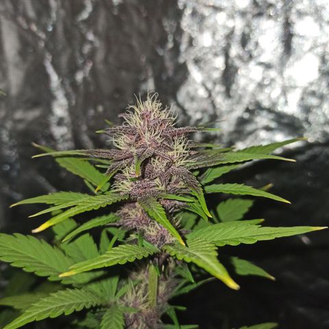Bubballoo Auto  growlog timeline photo