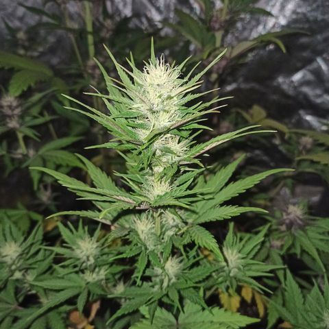 Bubballoo Auto  growlog timeline photo