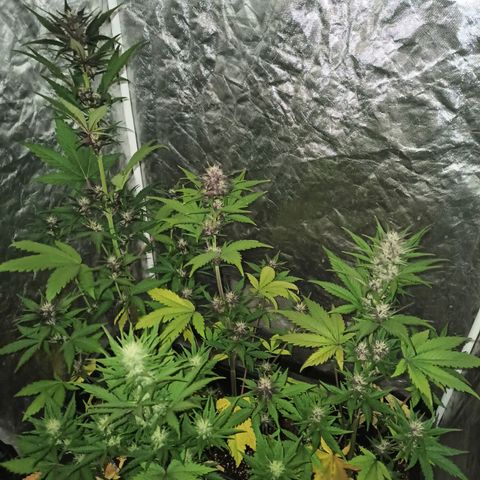 Bubballoo Auto  growlog timeline photo
