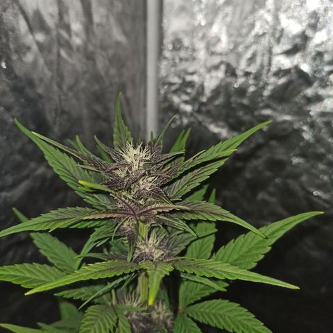 Bubballoo Auto  growlog timeline photo