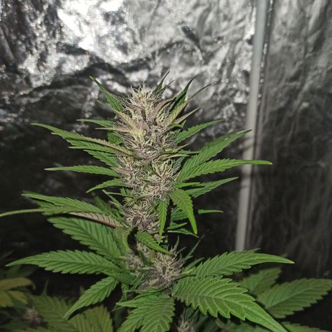 Bubballoo Auto  growlog timeline photo