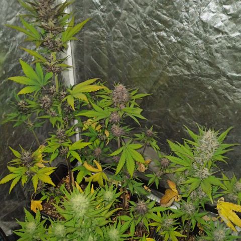 Bubballoo Auto  growlog timeline photo