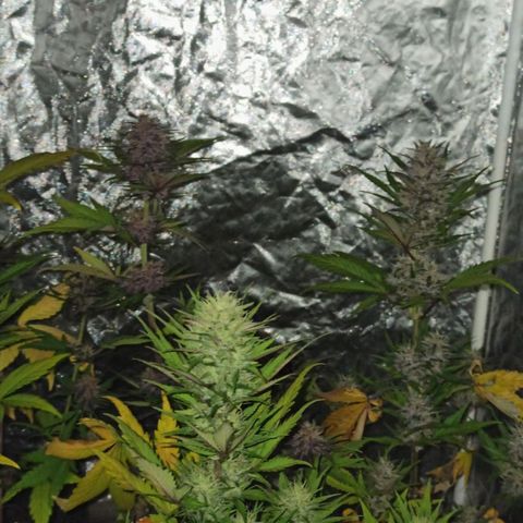 Bubballoo Auto  growlog timeline photo