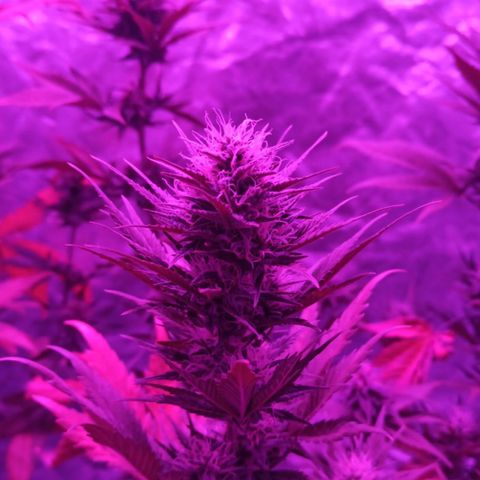 Bubballoo Auto  growlog timeline photo