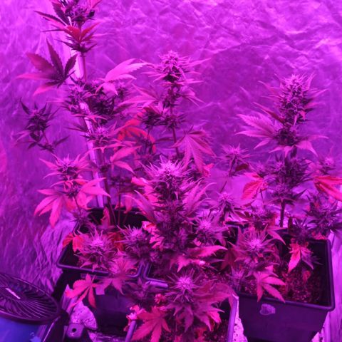 Bubballoo Auto  growlog timeline photo
