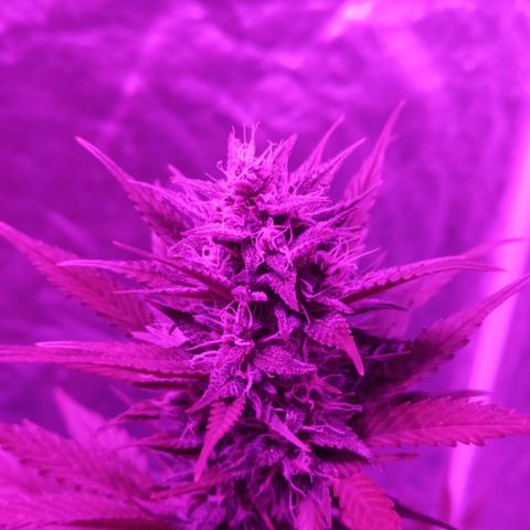 Bubballoo Auto  growlog timeline photo