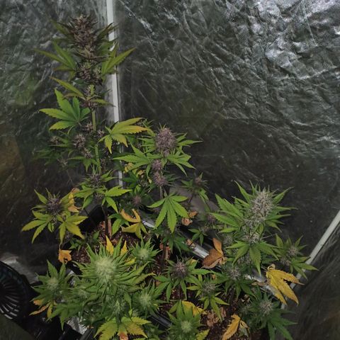 Bubballoo Auto  growlog timeline photo