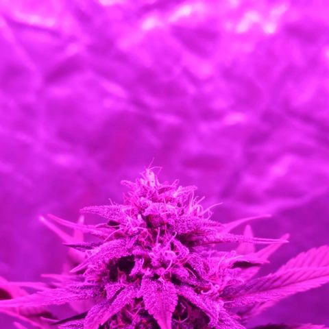 Bubballoo Auto  growlog timeline photo