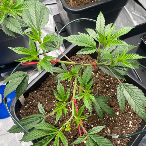 Gelato #33 growlog photo: Auch vier neu Triebe. Einen dritten Ast habr ich drangelassen, den unteren, um zu experimentieren. Außerdem lassen die sich so gut unterhalb ihrer fläche verteilen. Zum experimentieren habe diese gefimmt. Gucken was daraus wird