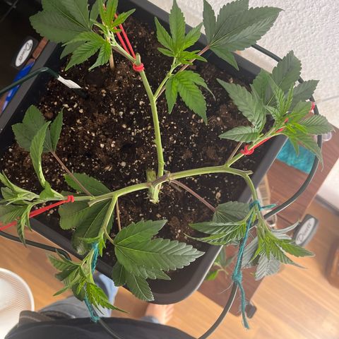 Gelato #33 growlog timeline photo