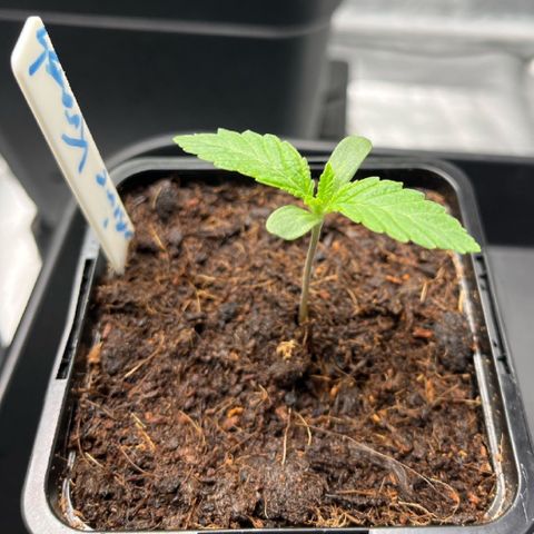 Kerosene Krash - Dutch Passion growlog timeline photo