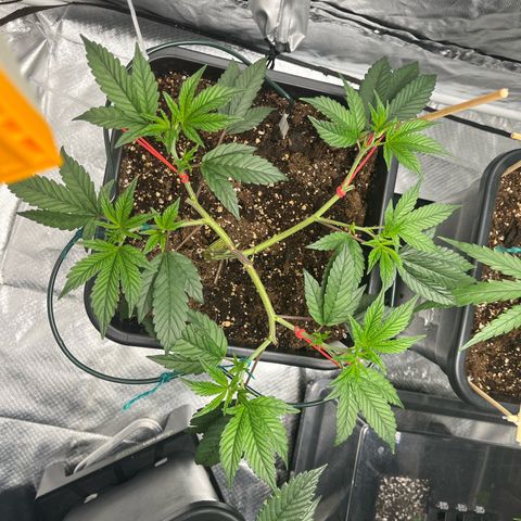 Gelato #33 growlog photo: Von heute 