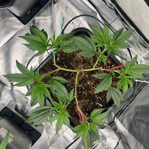 Gelato #33 growlog timeline photo
